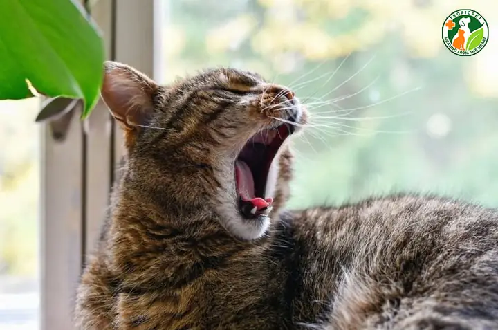 Mèo Bị Hôi Miệng Do Mắc Bệnh Răng Miệng