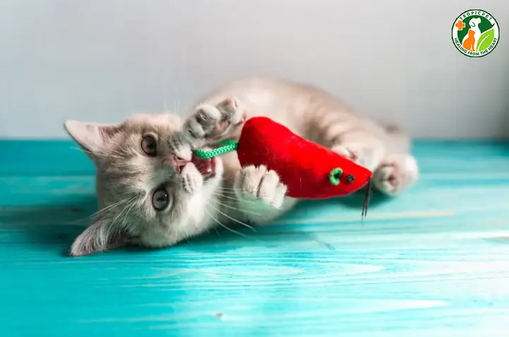 Cho Mèo Dùng Đồ Chơi Gặm Cắn