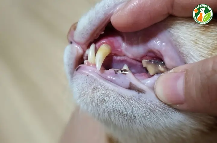Mèo Bị Hôi Miệng Có Nguy Hiểm Không?