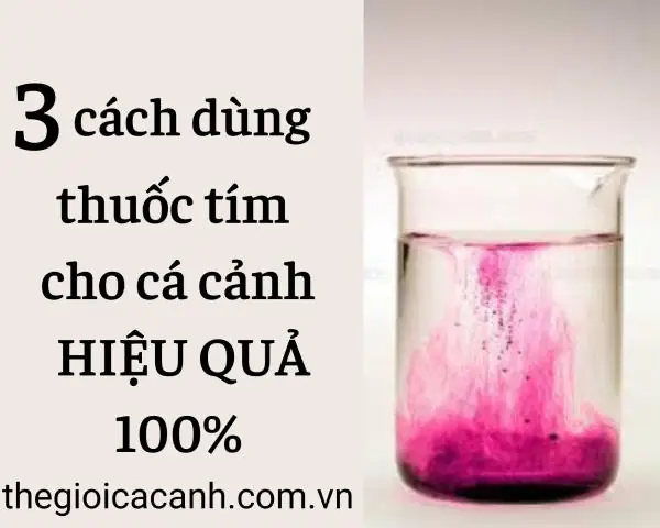 Cách Sử Dụng Thuốc Tím Cho Cá Cảnh Hiệu Quả 100%