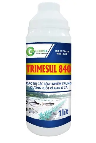Hướng Dẫn Toàn Tập: Cách Điều Trị & Phòng Ngừa Bệnh Đường Ruột Cho Cá La Hán Hiệu Quả