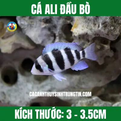 Cá Ali Đầu Bò Cá Ali Đầu Bò