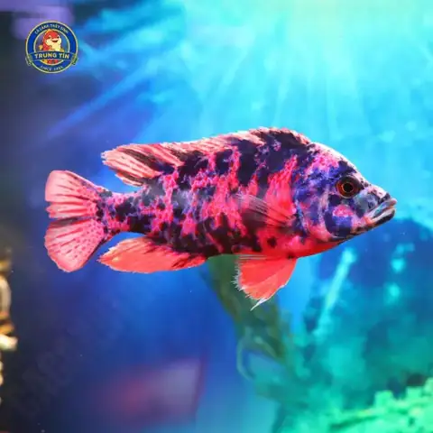 Cá Ali Thái Lớn Cá Ali Thái Lớn