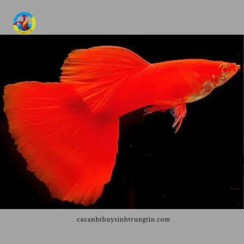 Bảy Màu Full Red Cối - Lẻ Bảy Màu Full Red Cối - Lẻ