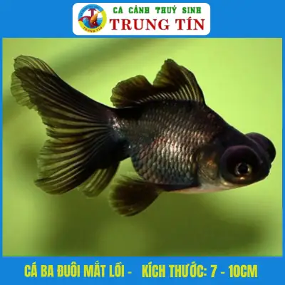 Cá Ba Đuôi Mắt Lồi Cá Ba Đuôi Mắt Lồi