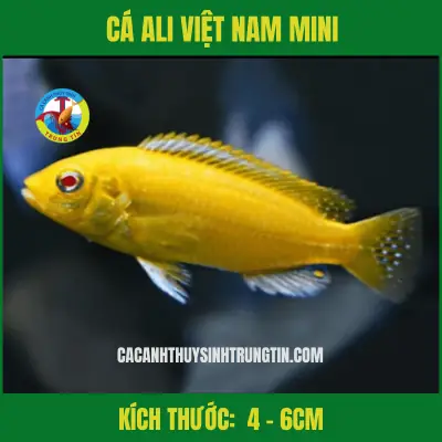 Cá Ali Việt Nam 4-6cm Cá Ali Việt Nam 4-6cm