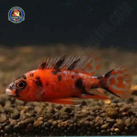 Cá Ali Thái Mini Cá Ali Thái Mini