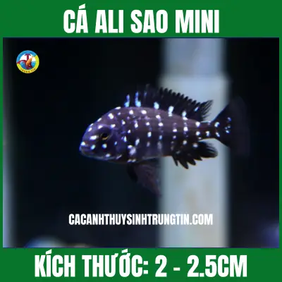 Cá Ali Sao Mini Cá Ali Sao Mini