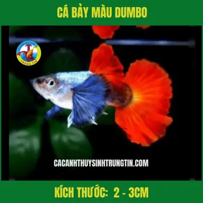 Cá Bảy Màu Dumbo Cá Bảy Màu Dumbo