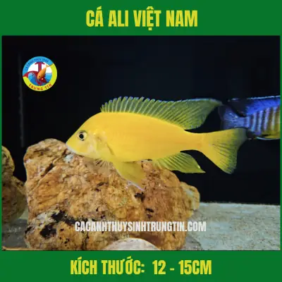 Cá Ali Việt Nam 12-15cm Cá Ali Việt Nam 12-15cm