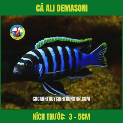 Cá Ali Demasoni Cá Ali Demasoni