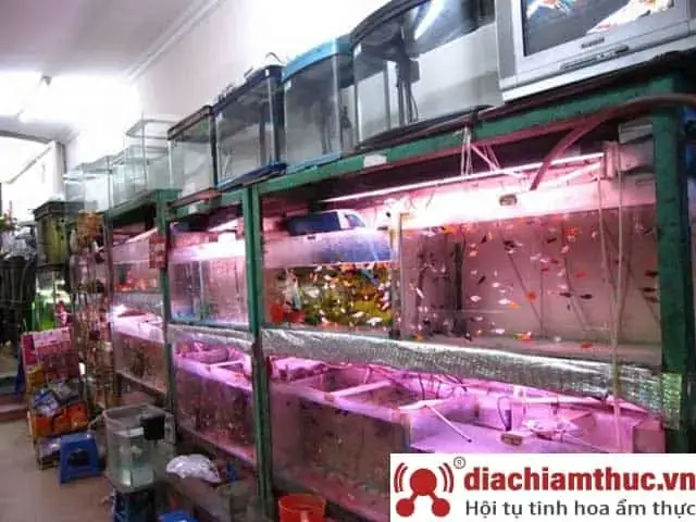 Tiêu Chí Đánh Giá Tiệm Cá Cảnh Uy Tín Tại Tân Phú