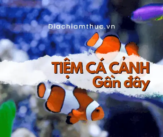 Top 5 Tiệm Cá Cảnh Tân Phú Nổi Bật