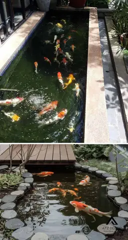 Tiểu Cảnh Hồ Cá Koi Sân Vườn Đẹp