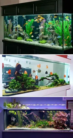 Tiểu Cảnh Hồ Cá Mini Độc Đáo