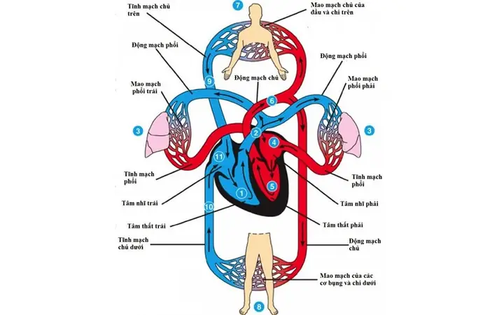 Tim Hoạt Động Như Thế Nào?
