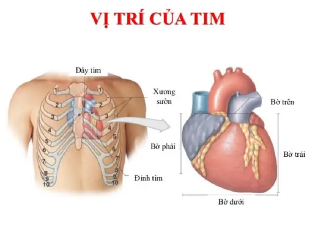 Cấu Tạo Của Tim