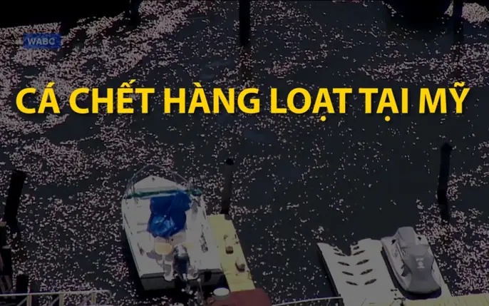 Tin Tức Cá Chết Hàng Loạt: Nguyên Nhân, Tác Hại Và Cách Phòng Ngừa