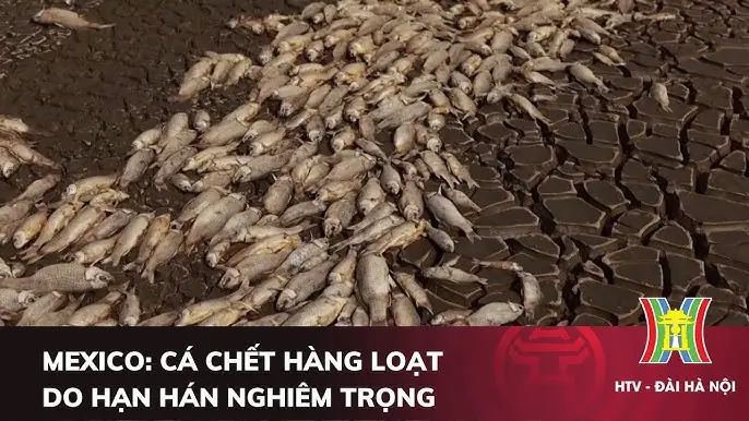 Tin Tức Cá Chết Hàng Loạt: Nguyên Nhân, Tác Hại Và Cách Phòng Ngừa