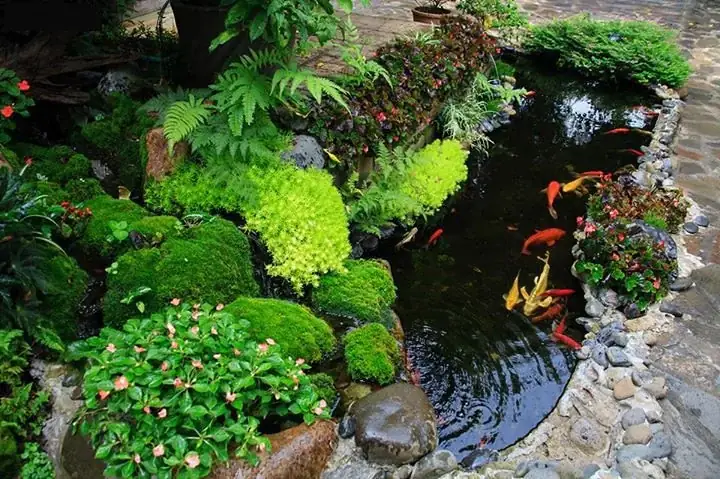 Vì Sao Phải Tính Thể Tích Hồ Cá Trước Khi Thi Công? Vì Sao Phải Tính Thể Tích Hồ Cá Trước Khi Thi Công?