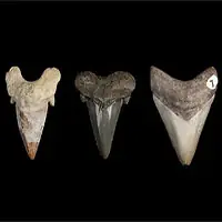 Siêu Cá Mập Megalodon Tiến Hóa Hàng Chục Triệu Năm Để Có Bộ Răng Sát Thủ