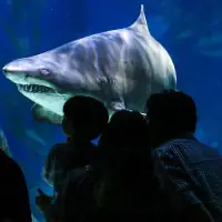 Con Người Và Cá Mập Có Cùng Tổ Tiên