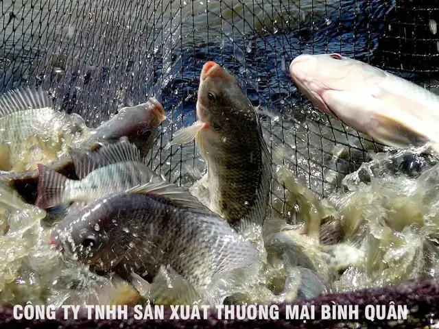 Tốc Độ Tăng Trưởng Của Cá Rô Phi Đơn Tính