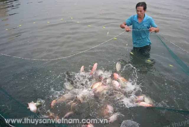 Tốc Độ Tăng Trưởng Của Cá Rô Phi Đơn Tính