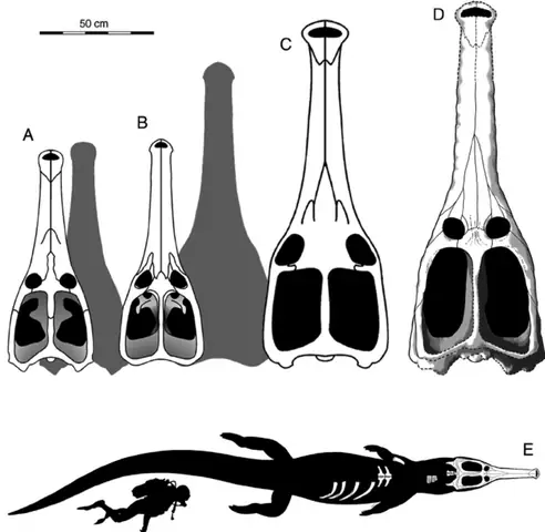 10. Machimosaurus Rex (≈ 7,2 M)