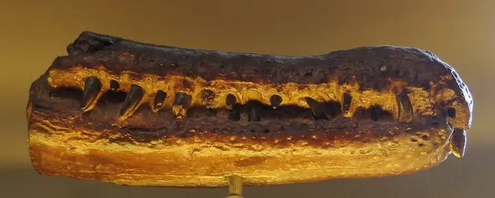 Rhamphosuchus Crassidens (≈ 8 – 11 M)