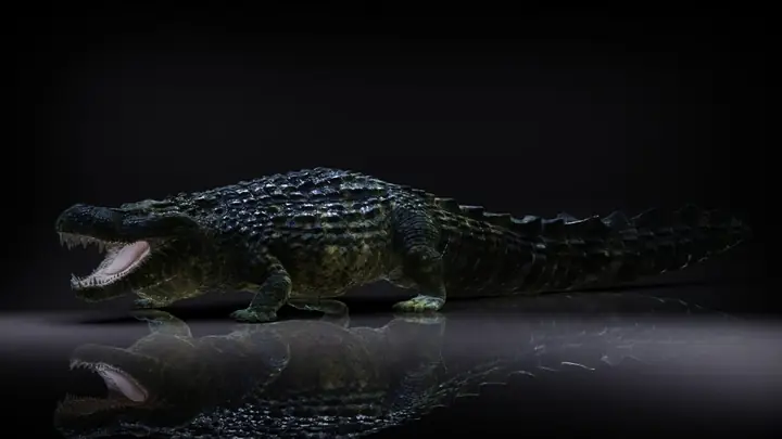Purussaurus Brasiliensis (≈ 10,3 – 12,5 M)