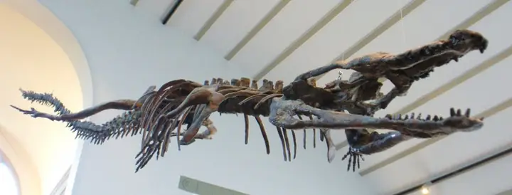 10. Machimosaurus Rex (≈ 7,2 M)