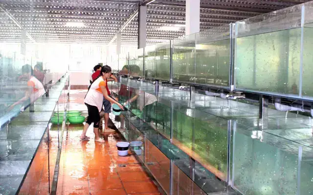Tại Sao Trại Cá Cảnh Củ Chi Lại Thu Hút Giới Chơi Cá?