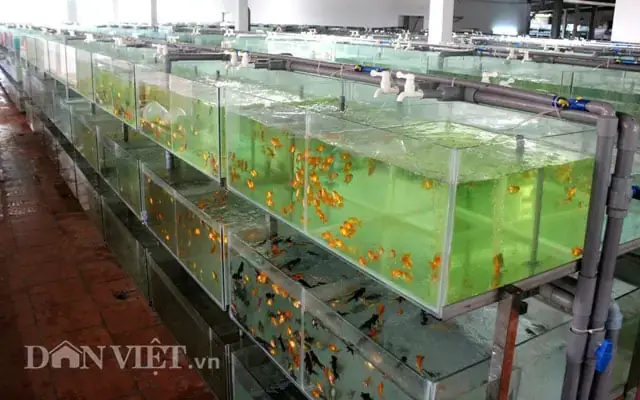Tiêu Chí Đánh Giá Một Trại Cá Cảnh Củ Chi Uy Tín