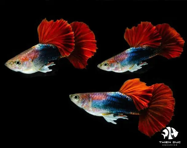 Đa Dạng Chủng Loại Khác Nhau Tại Trại Cá Cảnh Giống Tphcm