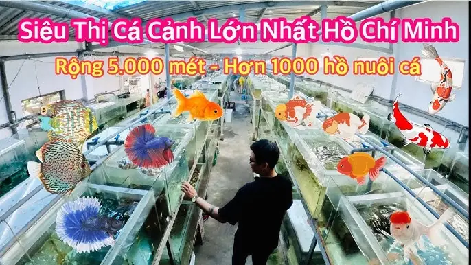 Trại Cá Châu Tống: Toàn Cảnh Mô Hình Nuôi Cá Đặc Sản Và Kinh Nghiệm Phát Triển Bền Vững