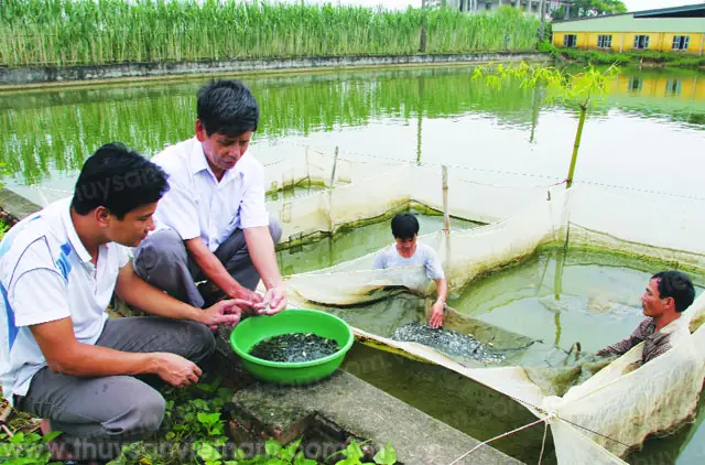 Trại Cá Cù Vân