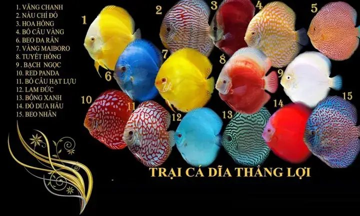 Thông Tin Cơ Bản Về Trại Cá Dĩa Thắng Lợi