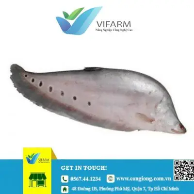 Trại Cá Giống An Giang: Tổng Hợp Các Địa Điểm Uy Tín, Chất Lượng Trại Cá Giống An Giang: Tổng Hợp Các Địa Điểm Uy Tín, Chất Lượng