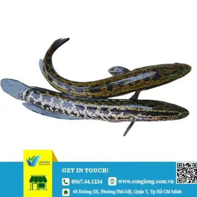 Trại Cá Giống Bắc Ninh: Địa Chỉ Uy Tín Cho Bà Con Nuôi Trồng Thủy Sản