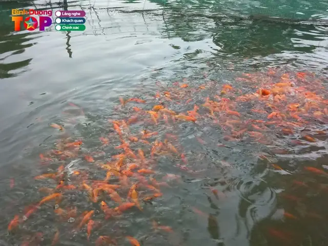 Trại Cá Giống Bình An