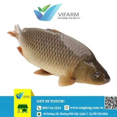 Trại Cá Giống Bình Dương: Toàn Cảnh Ngành Nuôi Trồng Thủy Sản Tại "thủ Phủ Cá Giống" Phía Nam