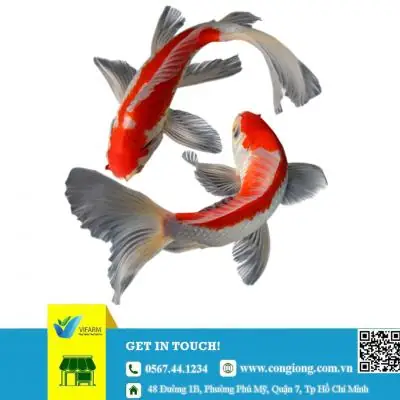 Trại Cá Giống Hà Nội: Hướng Dẫn Chi Tiết Từ A-z Cho Người Mới Bắt Đầu