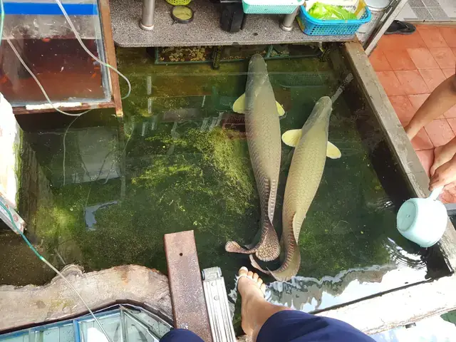 Tổng Quan Về Nhu Cầu Cá Giống Tại Hà Nội