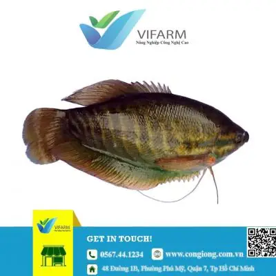 Kỹ Thuật Nuôi Cá Sặc Rằn Thương Phẩm: Từ A-z Cho Người Mới Bắt Đầu