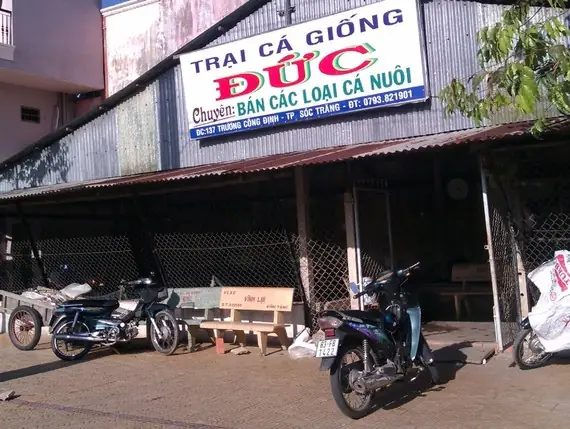 Hướng Dẫn Chọn Mua Và Nuôi Cá Tai Tượng Giống Hiệu Quả Tại Sóc Trăng