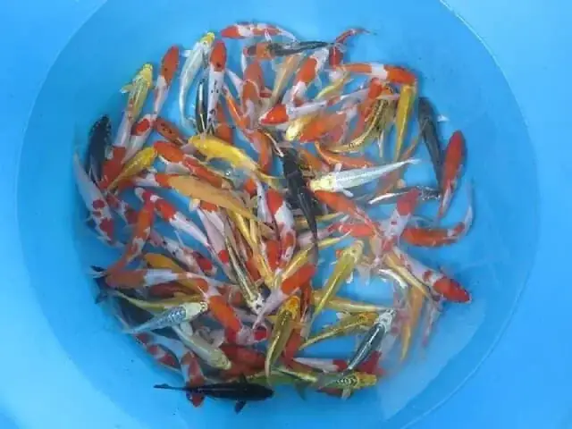 Giới Thiệu Chung Về Trại Cá Giống Tân Hội
