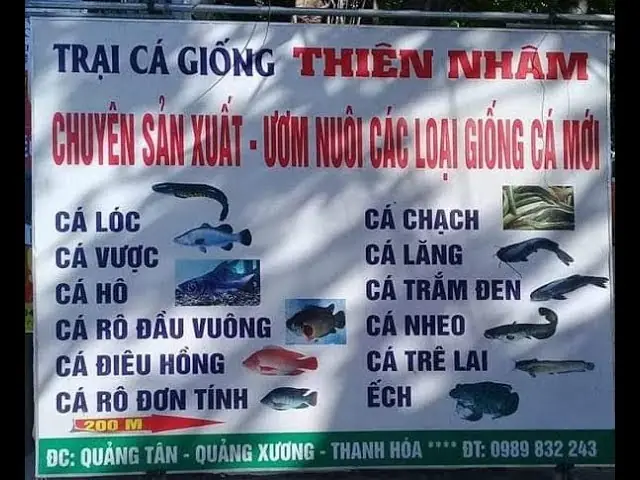 Tổng Hợp Trại Cá Giống Thanh Hóa: Địa Chỉ, Kinh Nghiệm Và Cơ Hội Kinh Doanh