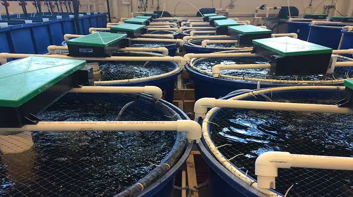 Tổng Hợp Trại Cá Giống Thanh Hóa: Địa Chỉ, Kinh Nghiệm Và Cơ Hội Kinh Doanh