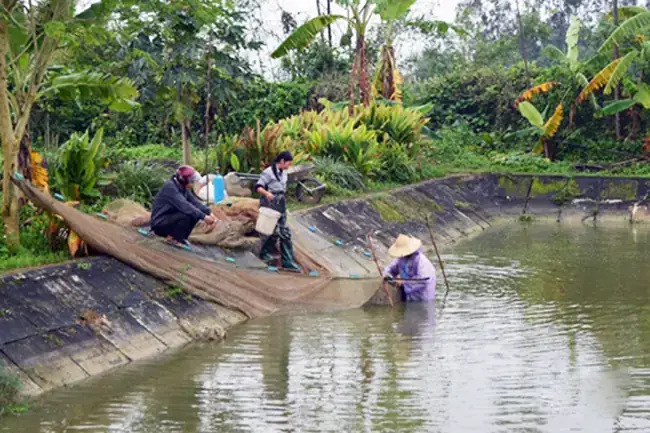 Tiêu Chí Đánh Giá Chất Lượng Cá Giống Tại Trường Long